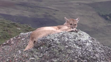 A-Beautiful,-Furry-Puma-Resting-On-A-Rock-By-The-Mountainside-In-Patagonia---Wide-Shot