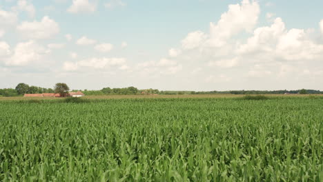 Speditionsdrohne-über-Landwirtschaftlichem-Maisfeld-In-4k