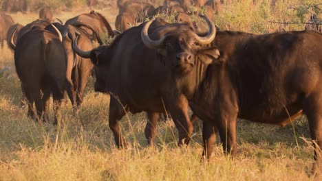 Buffalo-male-rising-a-head-and-walking-away-with-a-herd-at-sunsrise