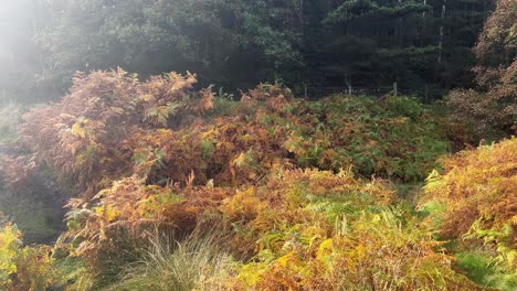Waldlandszene-Mit-Goldenen-Herbstfarnen-Und-Sonnenlichtblendung,-Die-Von-Links-Hereinkommt
