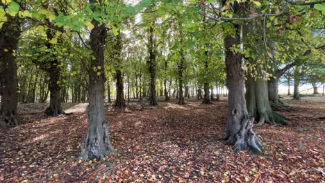 Herbstwaldszene-Mit-Herbstlaub,-Baumstämmen,-Blättern-Auf-Dem-Boden-Und-Sonnenlicht,-Das-Durch-Den-Wald,-Wald-Scheint