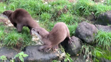 Pair-of-asian-small-clawed-otters-sitting-closely-together-on-waterside-rock