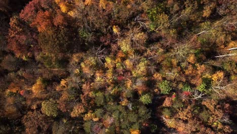 Drone,-aerial,-birds-eye-top-down-pan-from-right-to-left-over-the-top-of-vibrant-fall,-autumn-colored-trees,-ending-with-the-Rivanna-River-coming-into-frame