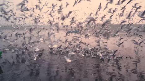 Flock-of-Seagulls-during-Sunrise-at-ghat-of-Yamuna-River-with-boats-,-Migratory-Birds-,-Delhi-,-India