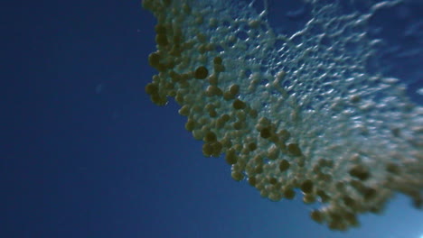 Timelapse-of-Physarum-Slime-Mould-Multiplying-through-Screen