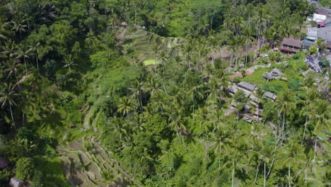 Curving-camera-to-film-with-drone-tourist-attraction-Tegalalang-Rice-Terrace-in-Ubud-city