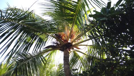 Beautiful-palm-tree-filmed-with-4k-camera-in-Bali-Indonesia-Nusa-Penida