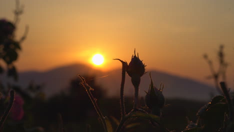 Nahaufnahme-Einer-Rosa-Rosenblüte-Auf-Einem-Blumenbeet-Bei-Sonnenaufgang