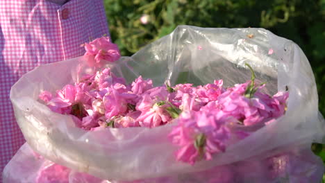 Girl-taking-pink-rose-petals-from-transparent-sack