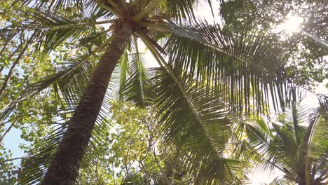 Palm-trees-filmed-with-4k-camera-in-Bali-Indonesia-Seminyak-Beach