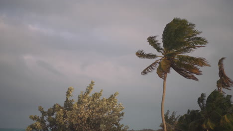 Beautiful-palm-tree-and-bushes-on-Bahama-island-blowing-in-strong-wind