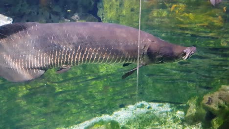 Redtail-catfish-and-Arapaima-swimming-close-to-the-camera