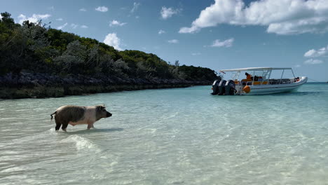 Cerdo-De-La-Commonwealth-En-Big-Major-Cay-Bajo-El-Sol-En-Tropical-Beach-Island-Una-Atracción-Turística-En-El-Caribe-De-Las-Bahamas