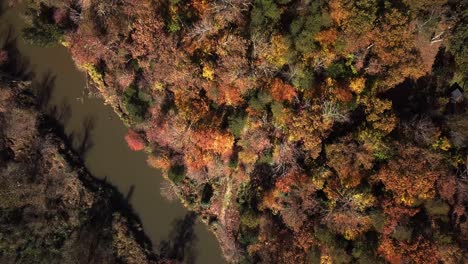 Drone-top-down,-aerial,-birds-eye-view,-pedestal-up-movment-of-the-Rivanna-River-moving-out-of-frame-to-the-lower-left,-and-vibrant-fall,-autumn-colors-of-the-surrounding-forest-in-Virginia,-USA