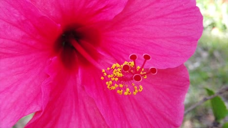 Cerca-De-Flor-De-Hibisco-En-Kerala,-India