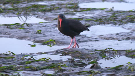 Black-Oystercatcher-walking-on-beach-looking-for-food