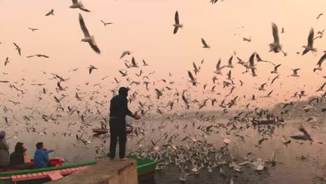 Man-feeding-Seagulls-during-Sunrise-at-Yamuna-Ghat-,-Delhi