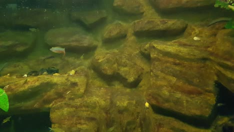 Redfish-Nadando-Muy-Cerca-De-La-Cámara