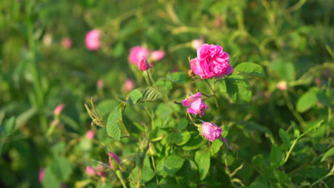 Nahaufnahme-Einer-Rosa-Rosenblüte-Auf-Einem-Blumenbeet