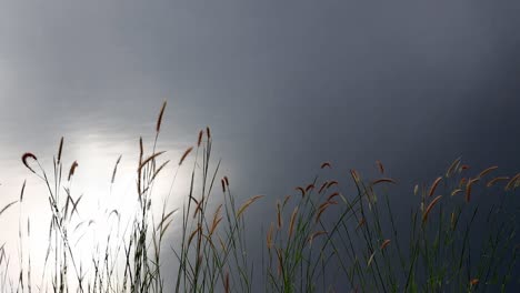Silhouette-of-grasses-on-the-waterside-moving-as-the-wind-blows