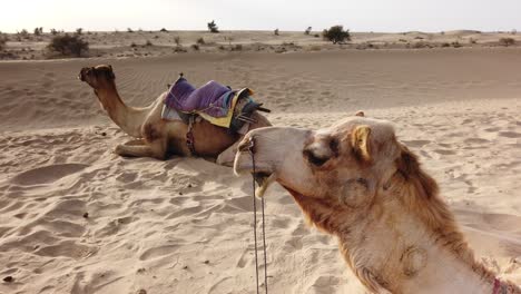 Toma-Estática-De-Dos-Camellos-Descansando-En-El-Desierto-Cerca-De-Jaisalmer,-Rajasthan,-India