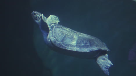 Sea-turtle-swimming-underwater-in-slow-motion