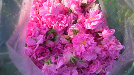 Pink-rose-petals-in-to-a-transparent-sack