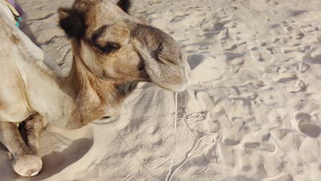 Close-Up-of-Camel's-Face-in-Thar-Desert,-Jaisalmer,-Rajasthan,-India