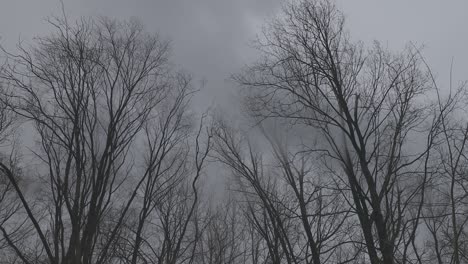 Smoke-flowing-over-tree-tops-without-leaves