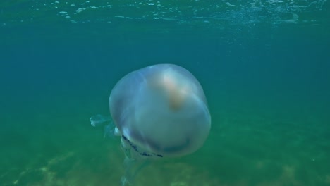 Isolated-Rhizostoma-pulmo-jellyfish-swimming-in-Adriatic-sea-toward-water-surface