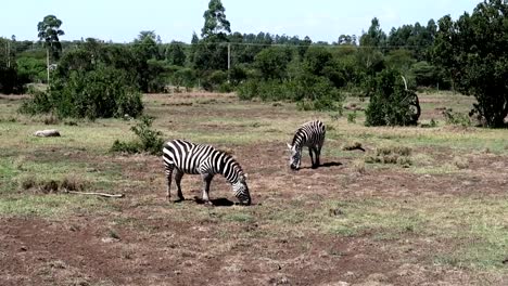 Two-zebras-eating-grass-at-day-time-in-Ol-Pejeta-National-Park,-Kenya
