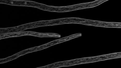 Hifas-En-Crecimiento-Del-Hongo-Filamentoso-Aspergillus-Fumigatus-Fotografiadas-Usando-Microscopía-Confocal-De-Lapso-De-Tiempo