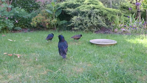 Group-Of-Starlings-Pecking-Food-And-Drinking-On-The-Lawn
