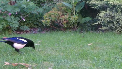 One-Magpie-Bird-Pecking-Food-On-The-Green-Grass-In-The-Garden