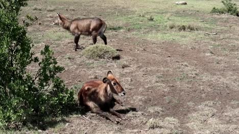 Two-females-waterbucks-roaming-free-in-the-African-savanna