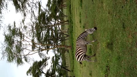 Vertical-handheld-video-of-single-Zebra-eating-grass-in-a-meadow-with-acacias