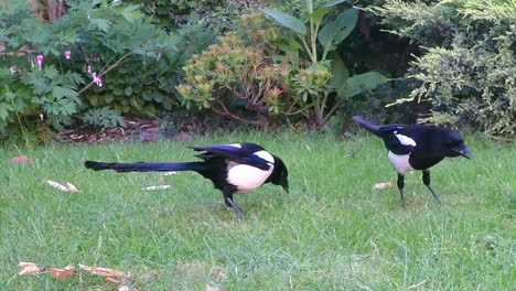 A-Pair-Of-Magpie-Bird-Pecking-On-The-Green-Lawn