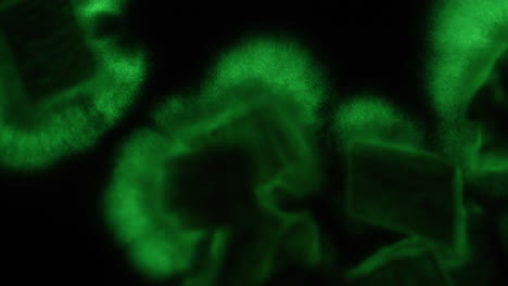 Mysterious-green-glowing-mycelium-timelapse