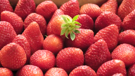 Panning-shot-of-ripe-strawberries-in-the-box