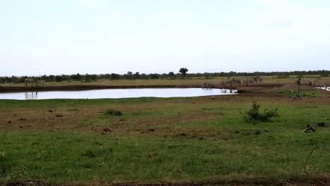 Schwenk-Nach-Rechts-über-Eine-Herde-Von-Zebras,-Die-Wasser-Auf-Den-Ebenen-Afrikas-Trinken