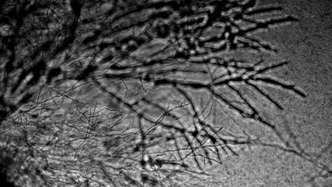 Schwarz-Weiß-Mikroskopaufnahmen-Von-Schimmelpilzen,-Die-Sich-Wie-Eine-Infektion-Ausbreiten