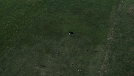 Wide-drone-shot-of-a-lonely-cow-and-its-calf-running-in-a-field-at-sundown
