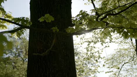 Sonne-Scheint-An-Einem-Großen-Baum-Mit-Blättern-Vorbei