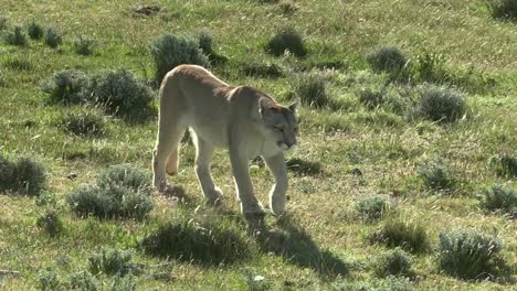 A-beautiful-female-Puma-walking-and-stretching-on-the-quiet-grasslands-of-Patagonia---Medium-shot