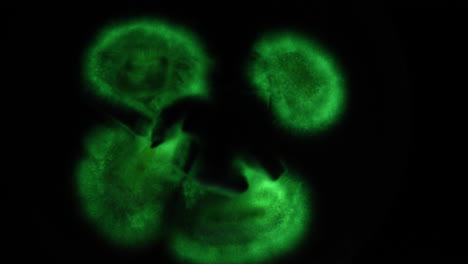 Bright-green-glowing-bioluminescent-mycelium-of-the-wood-rotting-fungus-Panellus-stipticus