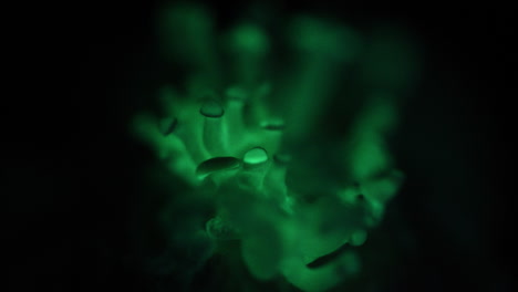 Beautiful-Close-Up-of-Green-Glowing-Mushrooms---Panellus-stipticus