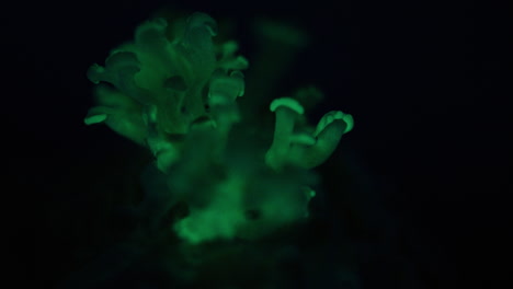 Beautiful-Slow-Turning-Bioluminescent-Mushrooms-giving-off-a-Green-Glow---Panellus-stipticus