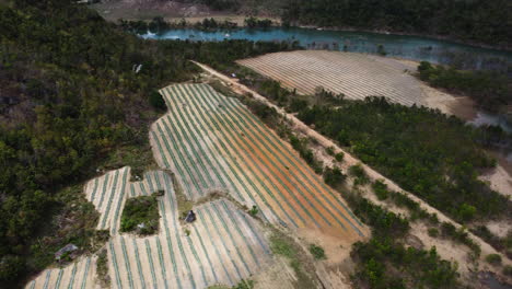 Rural-plantation-area-in-Vietnam,-next-to-river