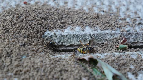 Ameisenkolonie,-Die-Tote-Wespen-Frisst