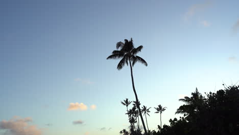 4K,-palm-trees-silhouette-in-a-windy-day